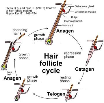 haircycle